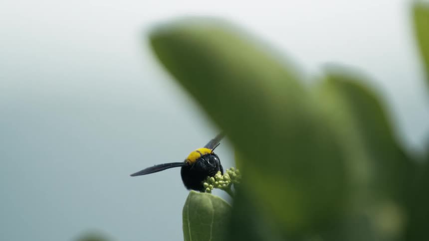 Yellow and black insect pollinating a green plant