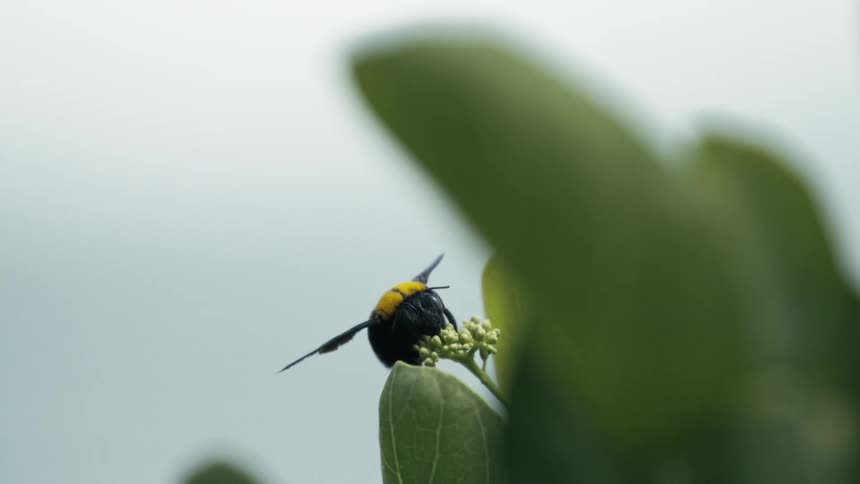 Yellow bee pollinating on a flowering shrub outdoors