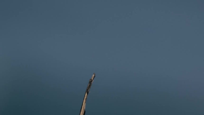 Dragonfly hovers in the air in front of a dry twig against a soft blue background