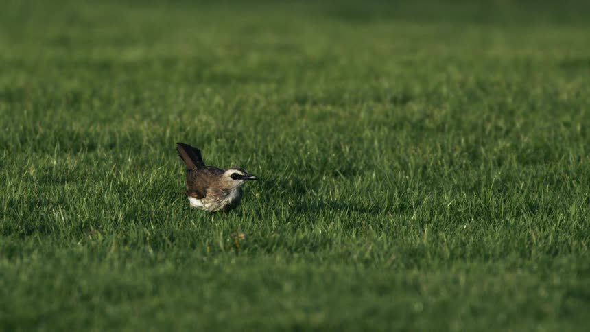 The bird flies up from the green grass