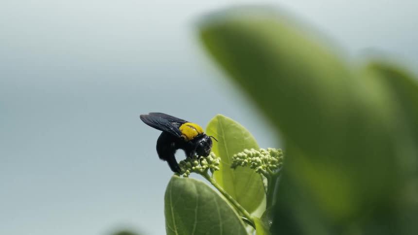 Black bee with a yellow back lands on green buds among broad leaves