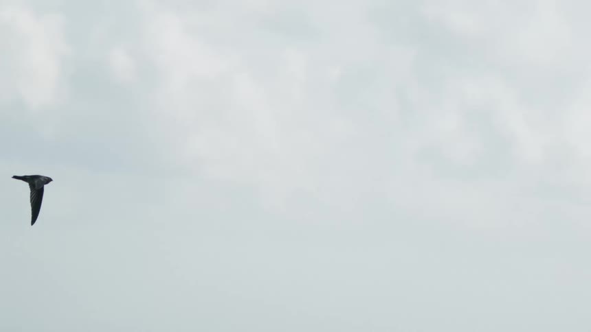 The bird flies over the shore