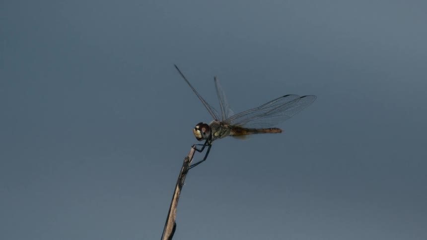 Dragonfly rests on a thin branch against a blue sky