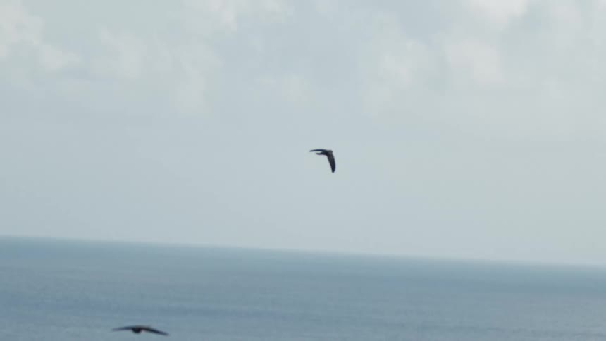 The blackbird flies high over the ocean