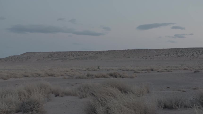 Bushes in the desert