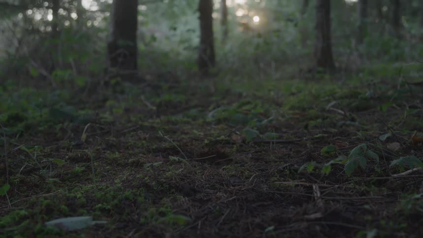 A person runs through the woods at sundown