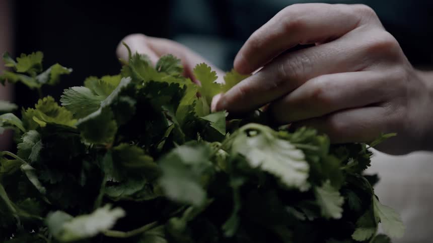 Hands pick vegetable leaves outdoors