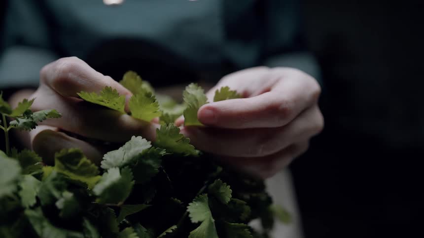 A person delicately plucks fresh green herb leaves with both hands