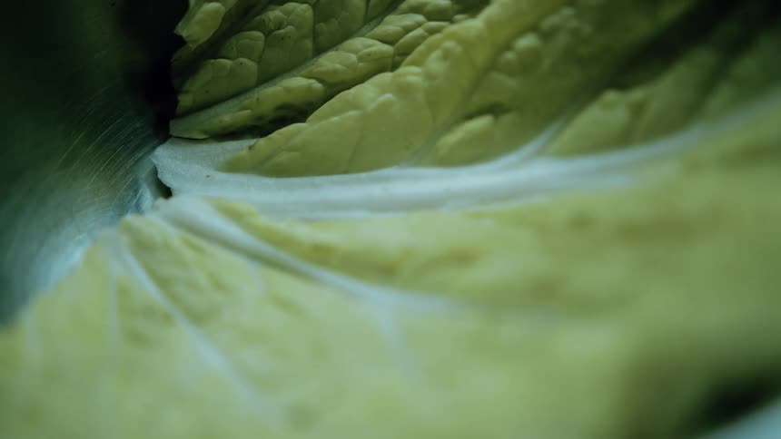 The video provides a closeup of the textured surface of a large pale green leafy vegetable possibly bok choy or napa cabbage the camera moves slightly revealing the subtle curves and veins of the leaves