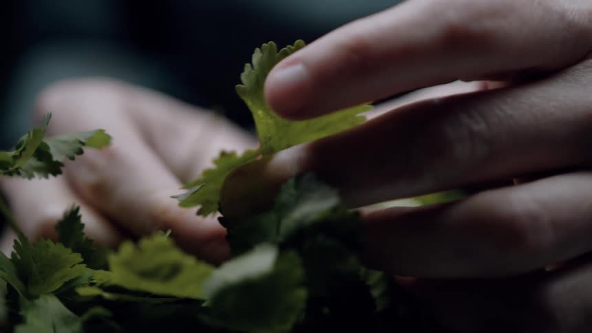 Close up picking italian parsley leaves from a bunch
