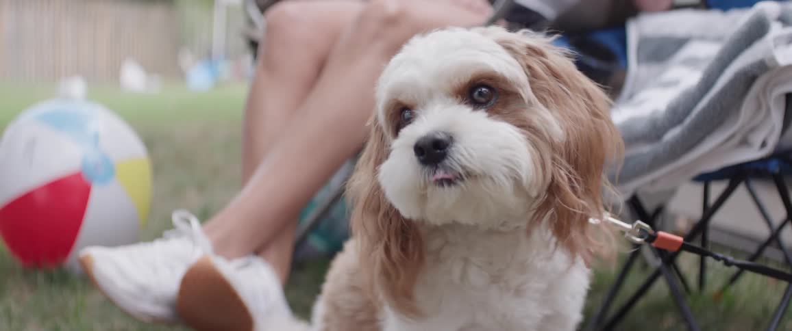 A cavapoo dog on a leash sits beside a person sitting on a chair outdoors on a lawn at midday