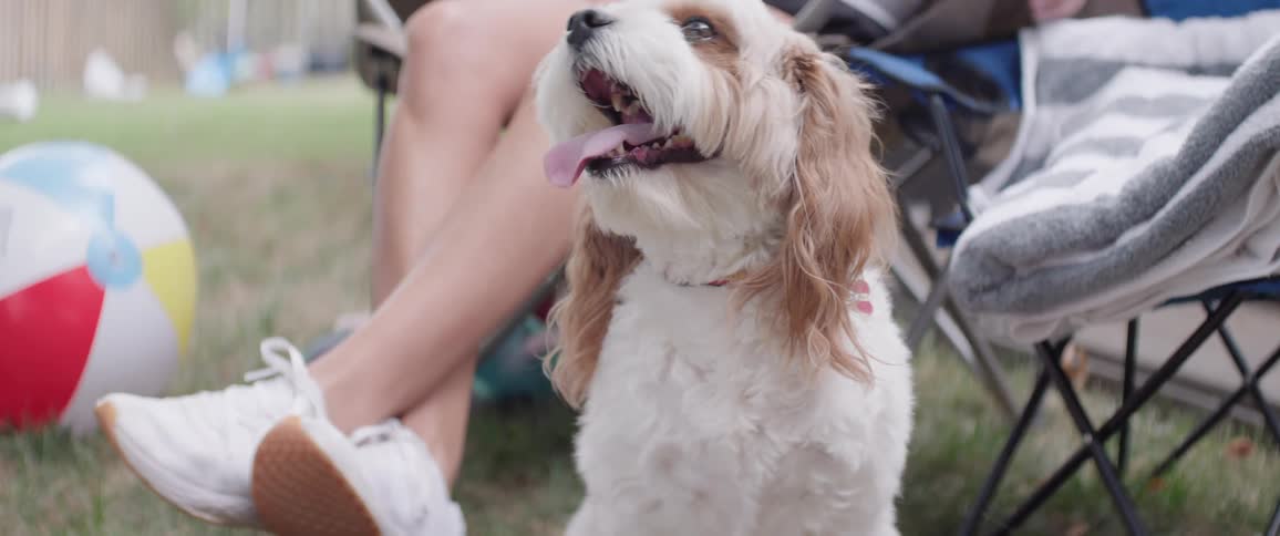 Dog panting on the grass with a person sitting right behind it