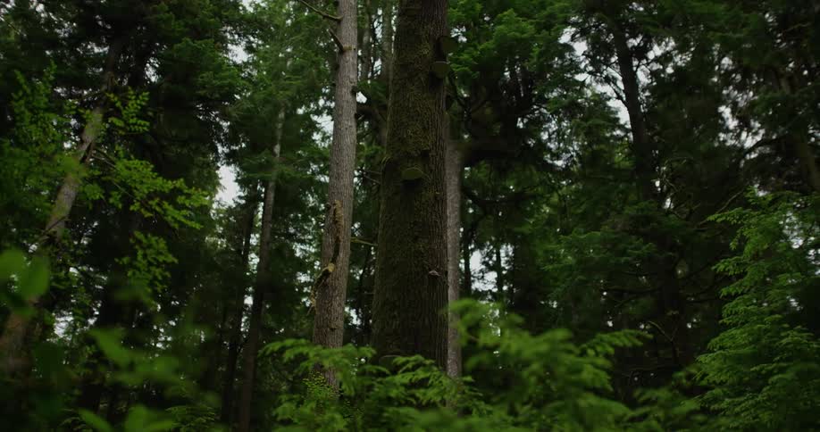 The video shows a dense forest dominated by tall ancient evergreen trees with their trunks covered in moss or lichen the lush green foliage of smaller trees and undergrowth fills the foreground and background creating a vibrant natural scene