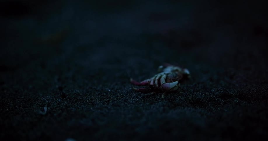Motionless arthropod lies on the ground in the evening