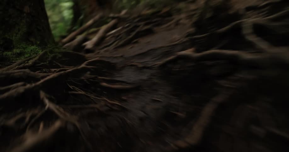 The video shows a lowangle moving shot through a dense forest focusing on a tangled network of thick tree roots covering the ground the lighting is dim suggesting a deep forest environment