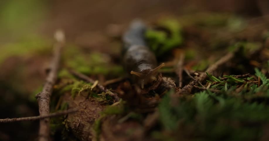 A black slug with antennae is slowly moving across a mossy log on the forest floor the forest setting is depicted with blurred green foliage in the background