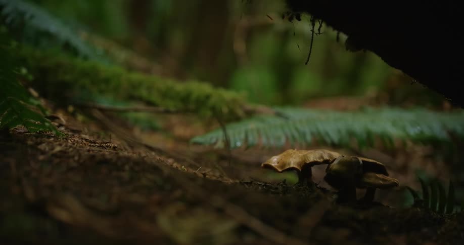 The video displays a closeup shot of two mushrooms growing on a mossy uneven forest floor or log the background is blurred showing more dark green foliage and hinting at a dense forest environment
