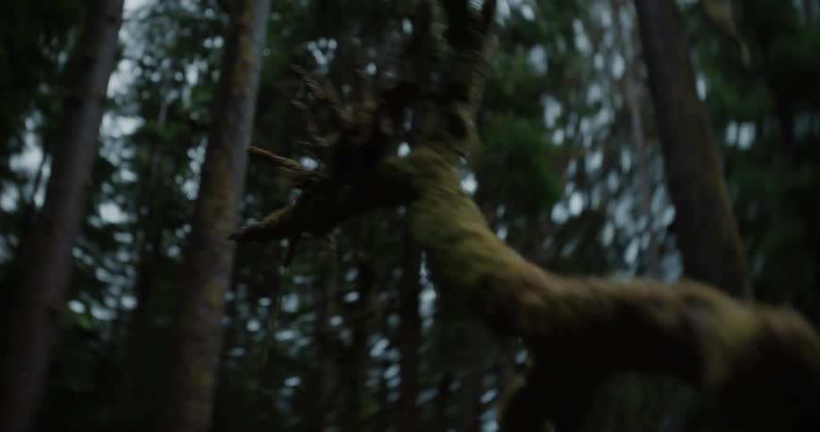 The video features a closeup upward shot of a mosscovered gnarled tree branch reaching towards the sky set against a blurred background of dark dense forest trees the branchs irregular shape and texture are highlighted creating an almost eerie