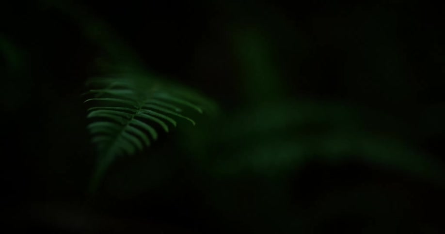 A leaf in the woods at night moves slightly because of the wind