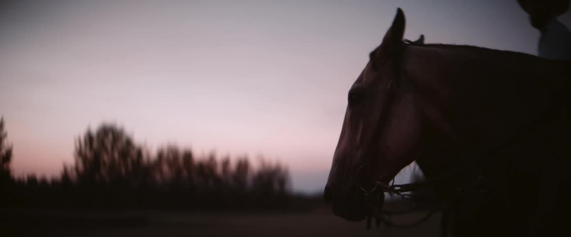 Horses stand on a ranch at sunset surrounded by trees