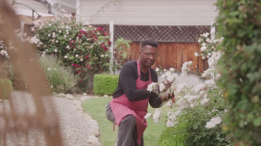 A person with glasses wearing a black shirt and a red apron is tending to white roses in a garden they are using pruning shears to trim the bushes which are full of white blossoms