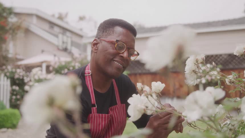 A person wearing glasses and a red and white striped apron is tending to white roses in a garden they are smiling and gently touching the white blooms with more rose bushes visible in the background