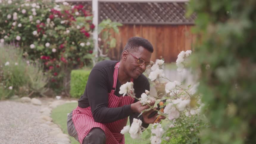 A person wearing a red and white striped apron and glasses is actively gardening using pruning shears to trim white roses in the background a lush garden with red and white flowers and a wooden fence can be seen under daylight