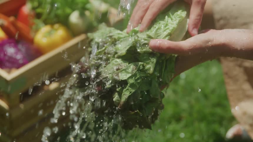 Pair of hands holding a head of lettuce being washed in running water