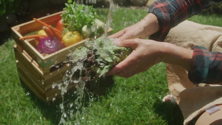 Pair of hand holding a head of lettuce and washing it in running water outdoors