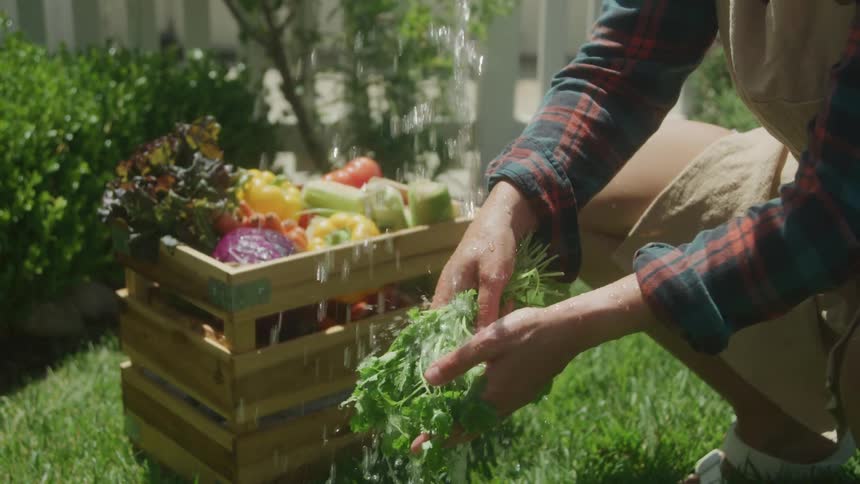 A person wearing a plaid shirt and an apron is outside washing a bunch of fresh green vegetables under running water from a hose a wooden crate filled with other colorful vegetables sits on the green grass nearby