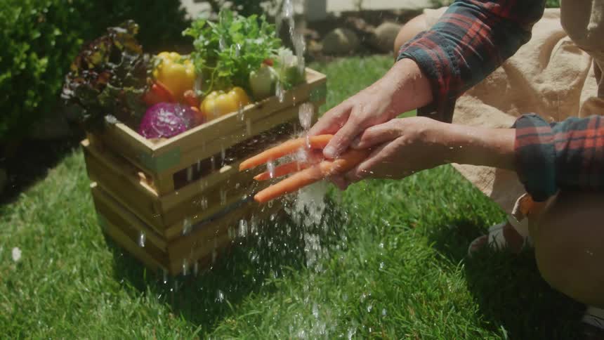 Pair of hands holding carrots and washing them under running water outdoors