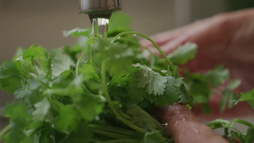 A person rinses fresh cilantro under running water in the kitchen
