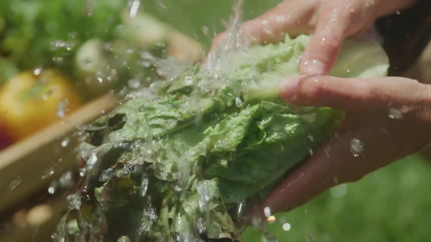 Close up washing freshly harvested romaine lettuce outdoors