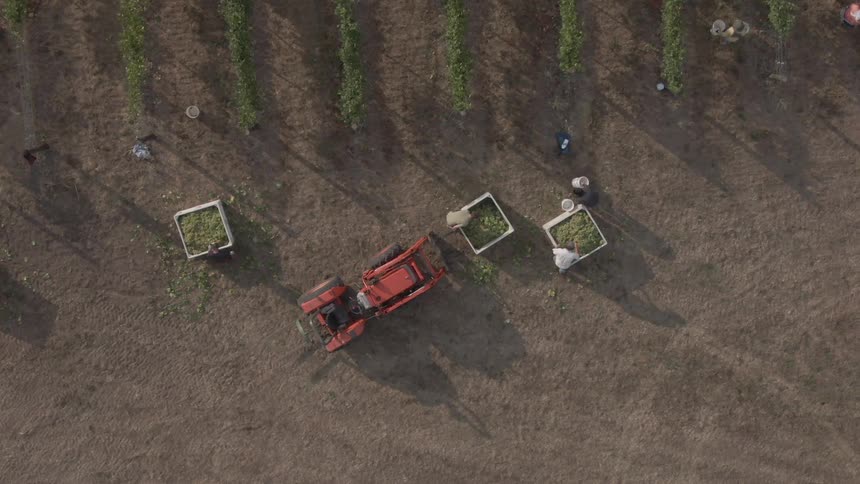 Birds eye view farm workers havesting crops