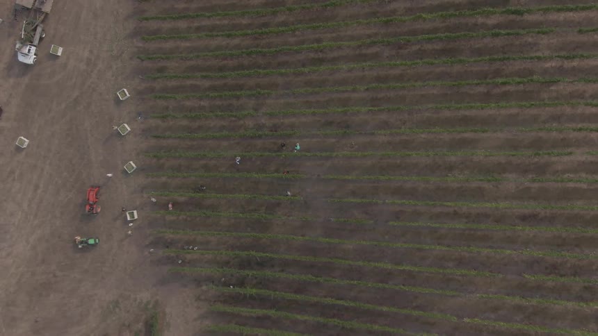 Aerial view of a large agricultural field shows workers and equipment spaced between long orderly rows of crops