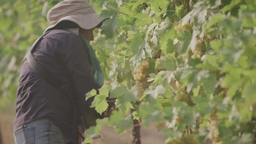 A person harvests grapes in a vineyard