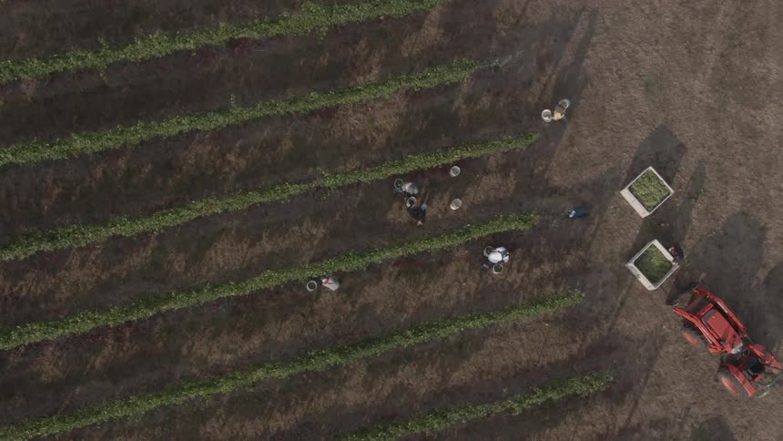 Workers are spread across neatly lined crop rows harvesting a crop viewed from above as they tend to the field