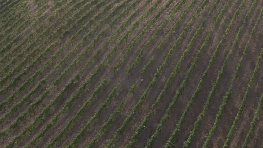 People work between the long rows in a field of crops during the daytime