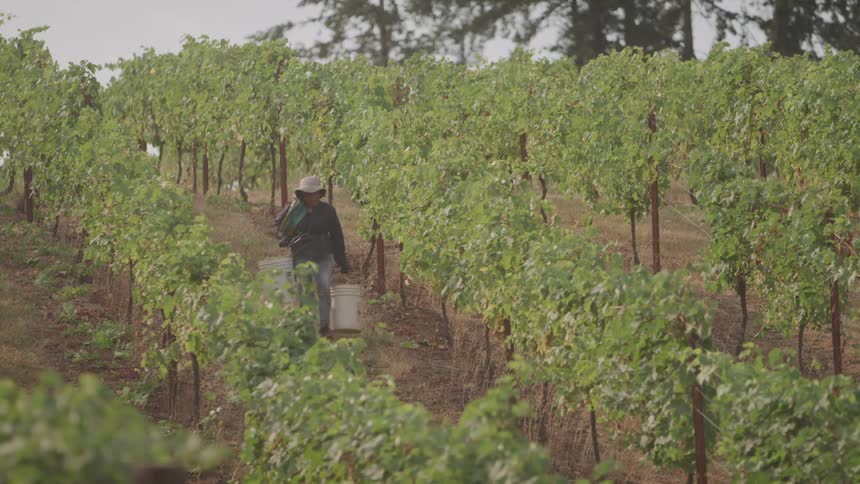 A person wearing a widebrimmed hat walks through a vineyard they carry two large white buckets as they move between the rows of grapevines