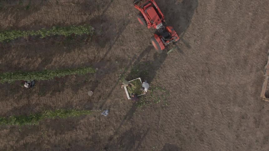 An aerial view captures several adult workers harvesting grapes in a vineyard with an orange tractor moving between rows of green grapevines and large white bins and wooden pallets scattered on the dirt ground