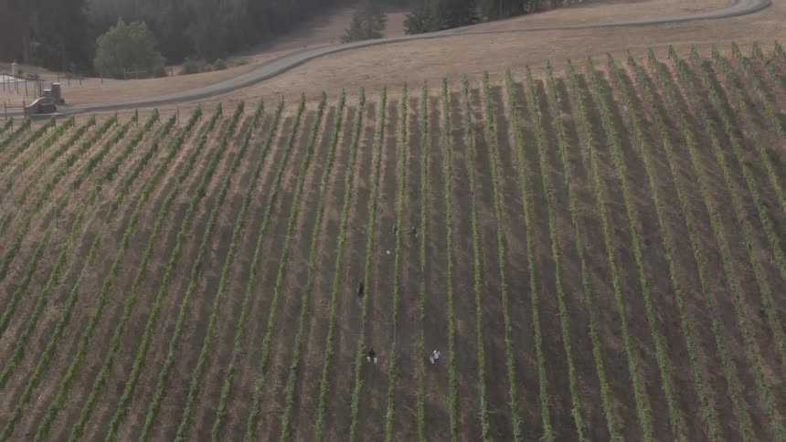 A large field of farm crops