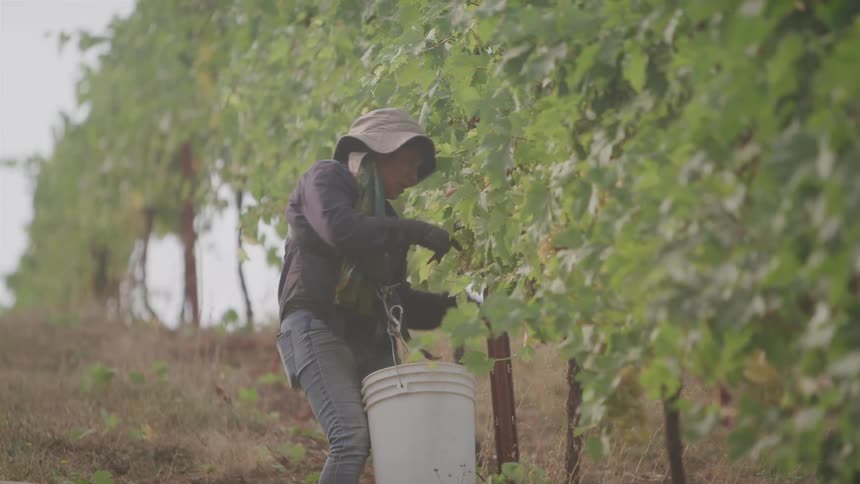 A worker wearing a hat and a dark jacket with light colored jeans stands in a vineyard harvesting grapes into a white bucket with rows of green grapevines stretching into the background