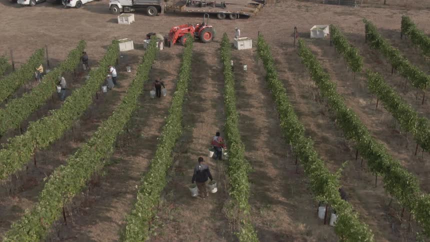 A group of people work on a farm at midday carrying buckets with tractors and cars parked nearby