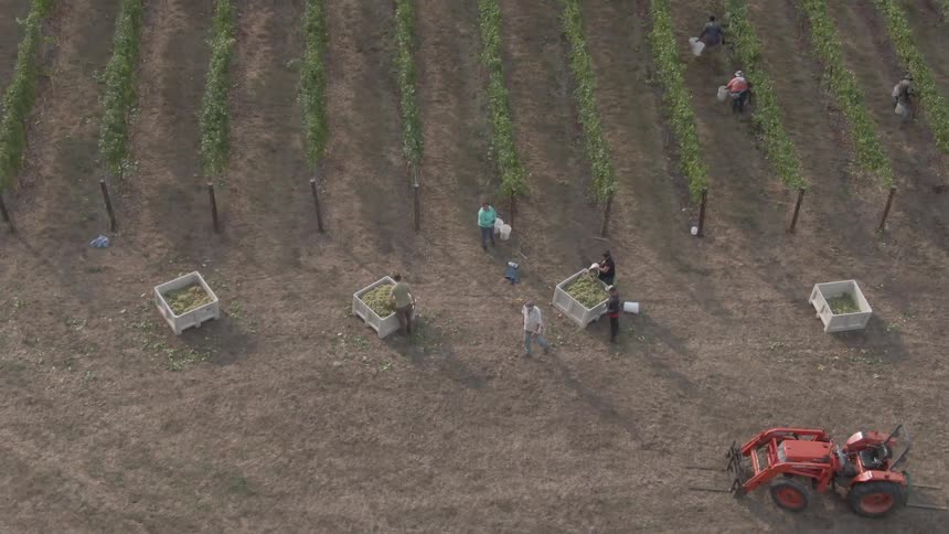 An aerial view captures numerous adult workers harvesting grapes in long rows of grapevines placing them into large white bins with an orange tractor nearby in the vineyard
