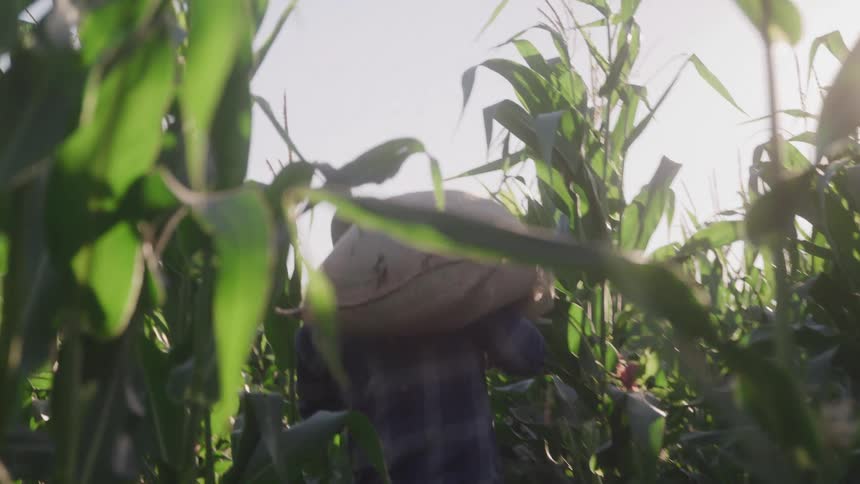A man carries a sack while walking inside a cornfield at midday