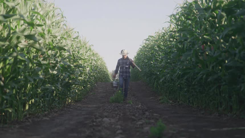 A farmer walks through a tall cornfield carrying equipment