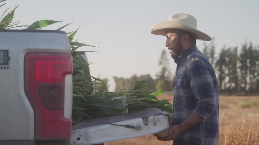 Farmer loads corn into a truck in a rural field at sunset