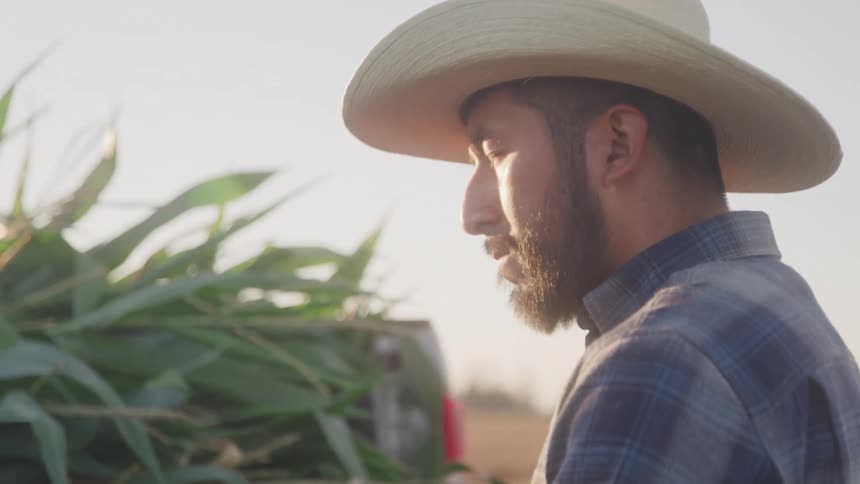 A male farmer thoughtfully at crops in a sunny field