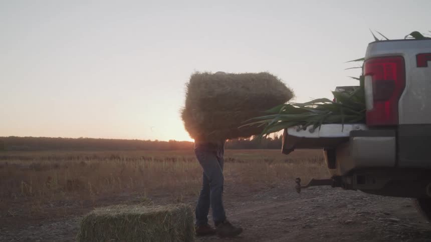 A man loads crops into a pickup truck at sunset in a rural field