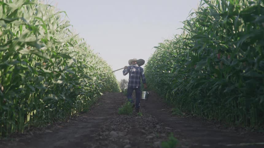 A farmer walks down a cornfield row carrying a metal bucket in daylight